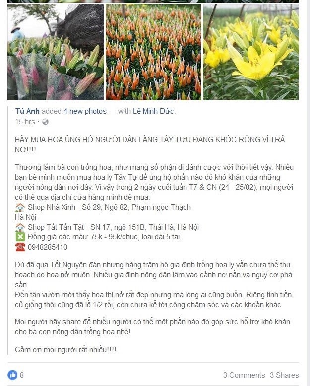 Dân mạng kêu gọi giải cứu hoa ly với giá 75-100.000 đồng bó 10 cành - Ảnh 1