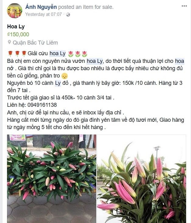 Dân mạng kêu gọi giải cứu hoa ly với giá 75-100.000 đồng bó 10 cành - Ảnh 2