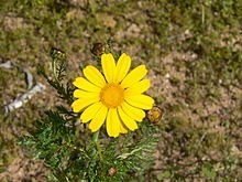 Ý nghĩa các loài hoa dành cho cư dân @ nhân Ngày Quốc tế Phụ nữ 8/3 - Ảnh 10