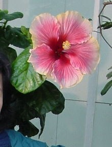 Ý nghĩa các loài hoa dành cho cư dân @ nhân Ngày Quốc tế Phụ nữ 8/3 - Ảnh 13