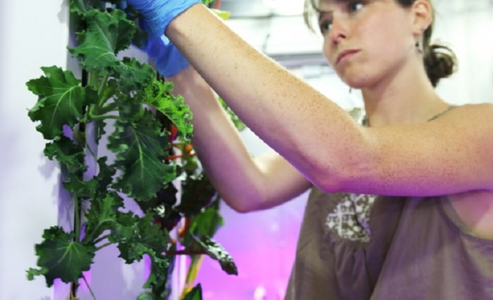 'Nông dân kiểu mới' có thể trồng được 4 tấn nông sản/năm mà không cần ánh sáng mặt trời - Ảnh 3