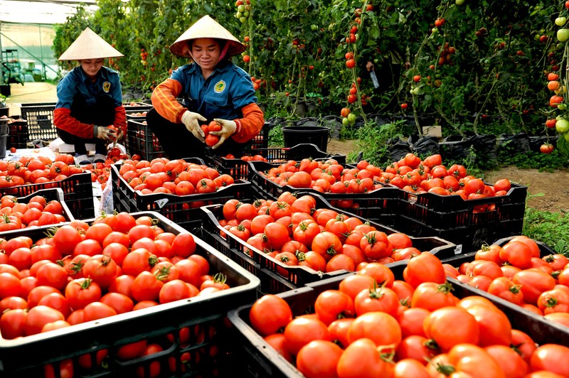Cà chua được trồng tại Trung tâm nông nghiệp công nghệ cao Lam Sơn Cà chua được trồng tại Trung tâm nông nghiệp công nghệ cao Lam Sơn