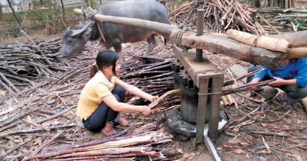 Kéo mật thủ công ngày xưa ở Thanh Hóa Kéo mật thủ công ngày xưa ở Thanh Hóa