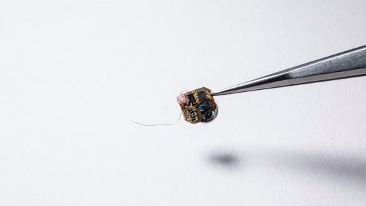 'Biến' ong lớn thành máy bay không người lái IOT - ảnh 1