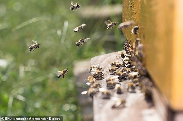 Đột phá khoa học: Robot phiên dịch giữa ong và cá - ảnh 2