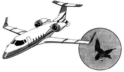 Để chế tạo máy bay, các nhà khoa học phải nghiên cứu về các loài chim Để chế tạo máy bay, các nhà khoa học phải nghiên cứu về các loài chim