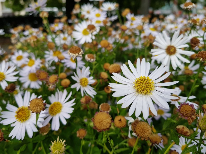 So sánh ảnh chụp từ LG V30 với Galaxy S8+ và iPhone 7 Plus ảnh 2