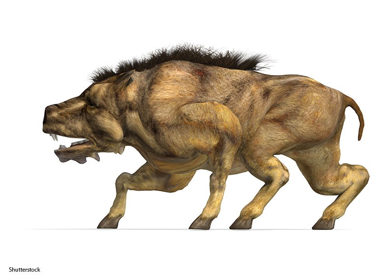 Lợn địa ngục có họ hàng gần với hà mã và cá voi hơn là loài lợn (ảnh: ShutterStock)