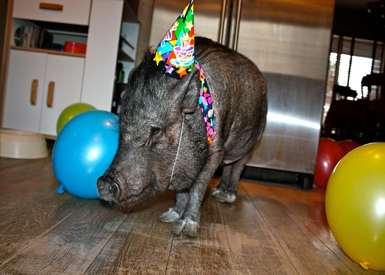 (ảnh: Guinness World Record)