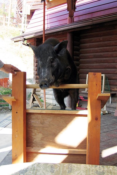 (ảnh: Guinness World Record)