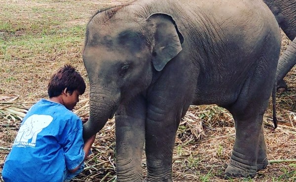 Những chú voi ở Thái Lan được hỗ trợ tiền mua thức ăn