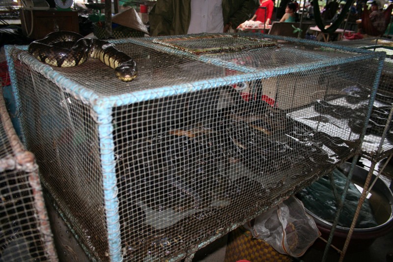 Các trang trại nuôi động vật hoang dã tiềm ẩn nguy cơ lây lan dịch bệnh (ảnh: ENV)