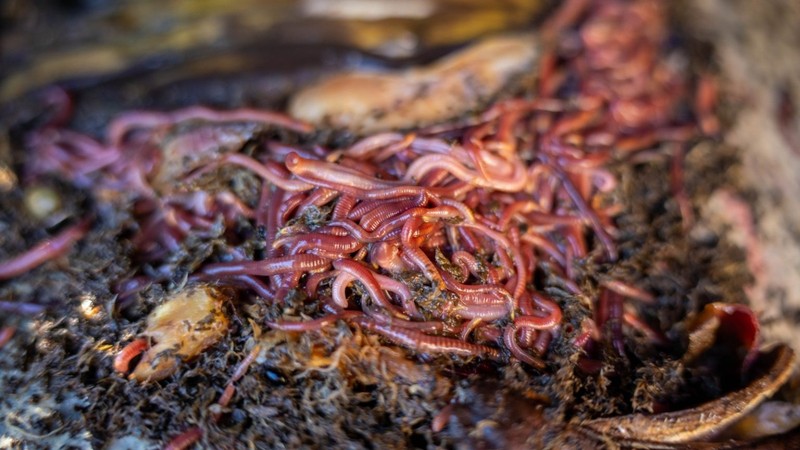 giun - Shutterstock.jpg