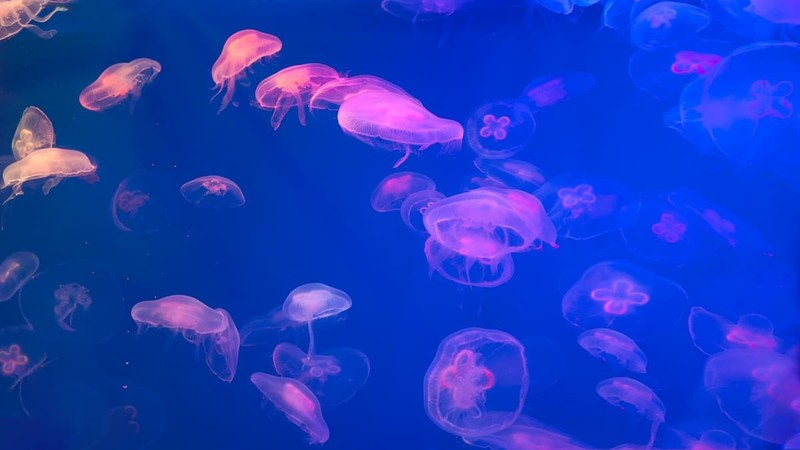 sua - Getty Images.jpg