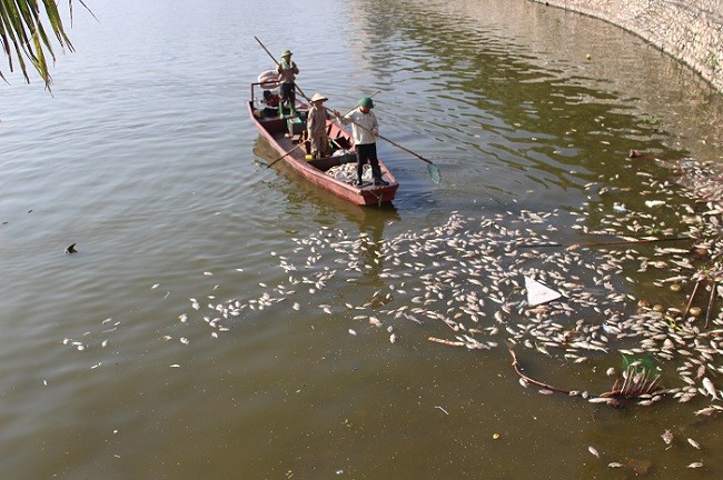 Cô Tuyết, người dân sống gần khu vự Hồ Tây cho biết, trong nhiều ngày nay không hiểu tại ông trời hay vì lý do nào khác mà cá Hồ Tây chết rất nhiều, mùi hôi, thối bốc lên rất khó chịu.