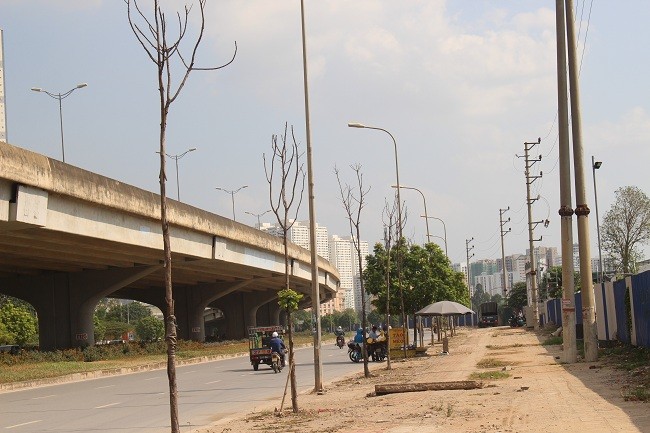 Hàng loạt cây xanh chết khô trên đường Nguyễn Xiển và Nghiêm Xuân Yêm (Hà Nội)- (Ảnh: ĐK).