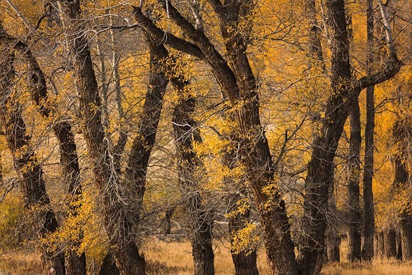 Nước Mỹ qua những bức ảnh từ USA Landscape Photographer 2016 ảnh 10