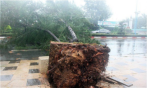 Bão Usagi làm một người chết, hơn 50 nhà bị sập