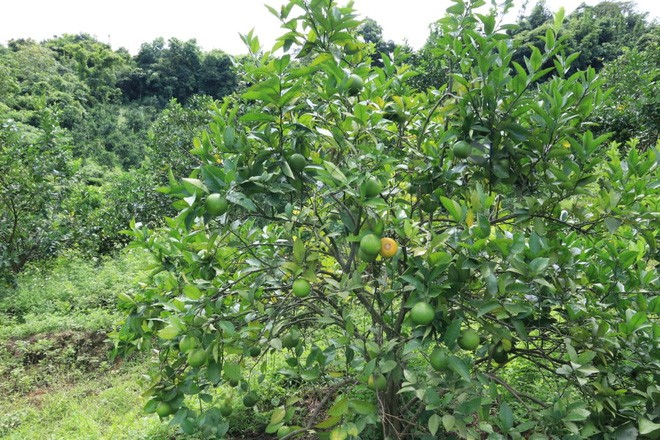 Đằng sau những dự án hàng nghìn tỷ của TH true MILK tại các vùng biên giới - Ảnh 1. Đằng sau những dự án hàng nghìn tỷ của TH true MILK tại các vùng biên giới - Ảnh 1.