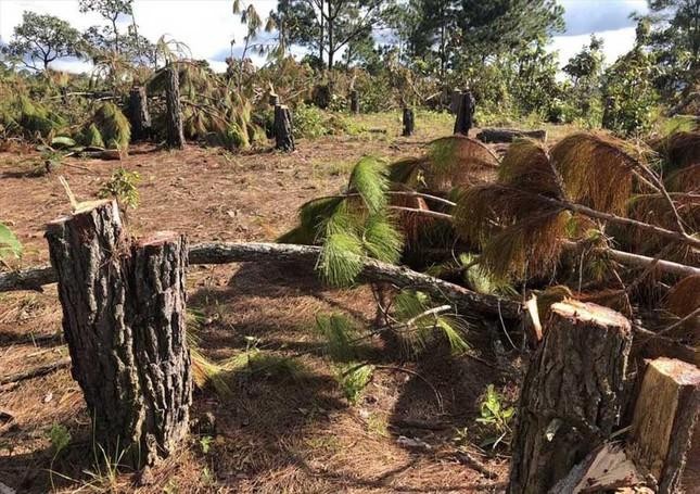 Sở TN&amp;MT tỉnh Lâm Đồng yêu cầu, Cty Sài Gòn - Đại Ninh cung cấp báo cáo của Sở NN&amp;PTNT về kết quả kiểm tra, đánh giá công tác quản lý bảo vệ rừng, hiện trạng tài nguyên rừng tại dự án đến thời điểm xin gia hạn thêm thời gian đưa đất vào sử dụng (Ảnh cây rừng bị cưa hạ ngổn ngang -ảnh Kim Anh).