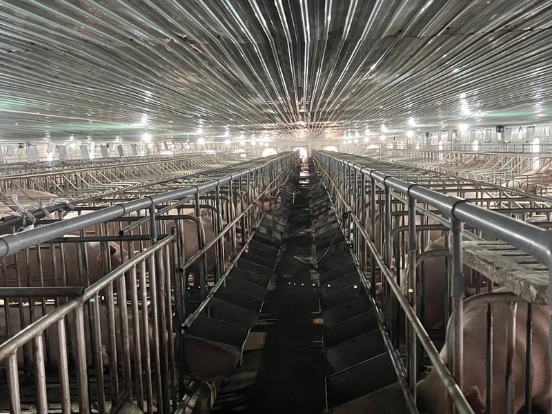 Việc HAGL "đến" với heo, nhất là heo ăn chuối đều là cái duyên