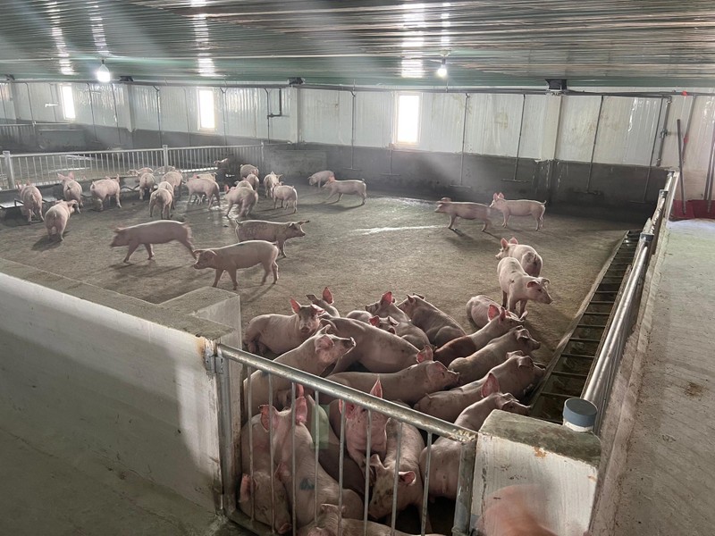 Bầu Đức đặt niềm tin vào nuôi heo và trồng chuối Bầu Đức đặt niềm tin vào nuôi heo và trồng chuối