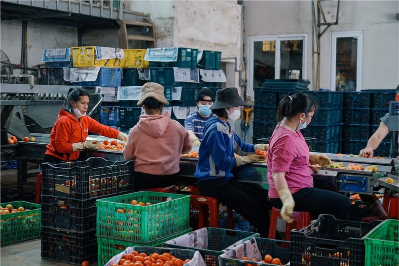 Kho phân loại nông sản của Koina