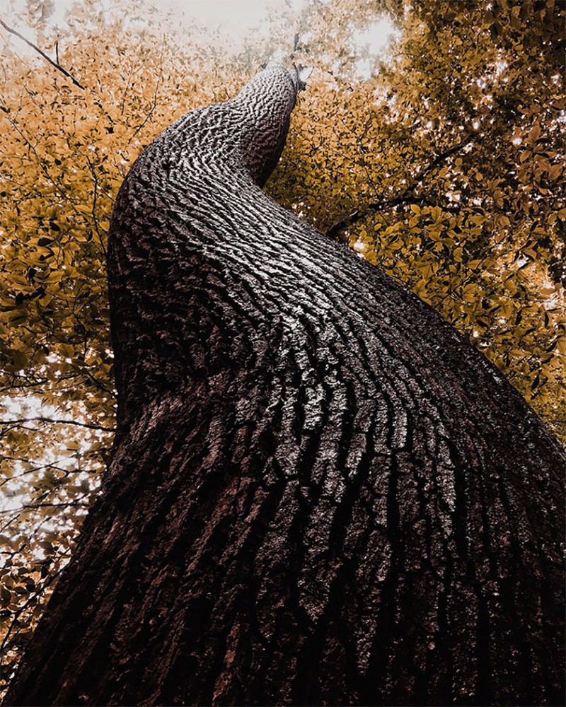 Những tấm ảnh xuất sắc nhất năm 2017 được chụp từ iPhone (Phần 1) ảnh 9