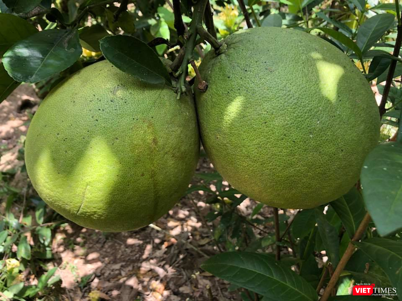 Những trái bưởi da xanh được trồng trong vườn sinh thái tự nhiên nhìn không láng mượt, đẹp mắt như trái từ những vườn được kích thích để tăng năng suất