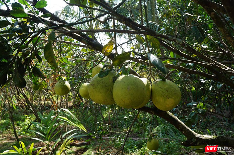 Bưởi da xanh được bảo tồn giống gốc tại tỉnh Bến Tre trong vườn sinh thái tự nhiên