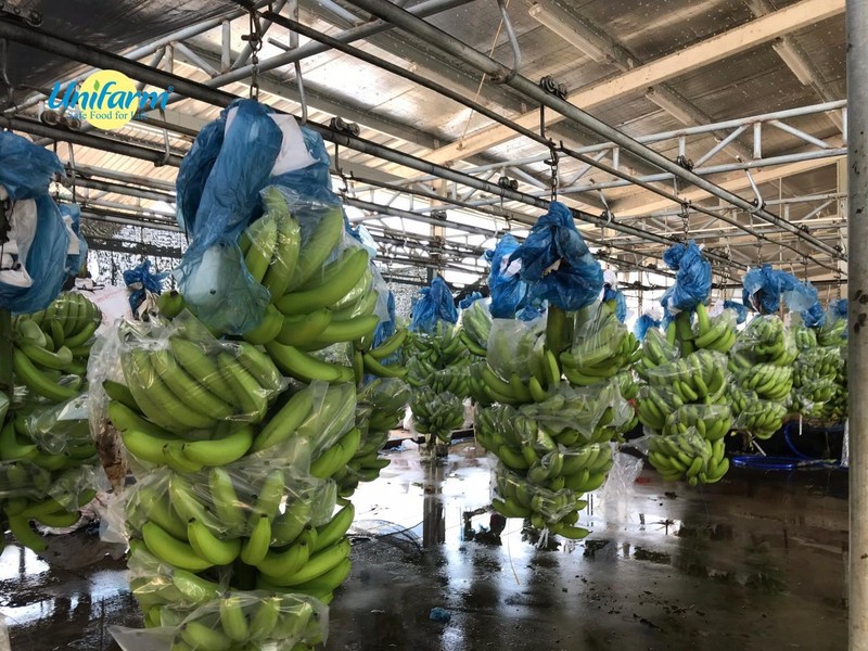 Dây chuyền vận chuyển Chuối ở trang trại Unifarm