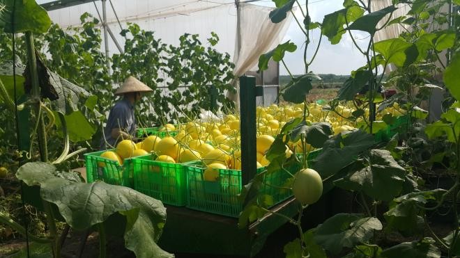 Dưa lưới của Unifarm đạt chuẩn GAP