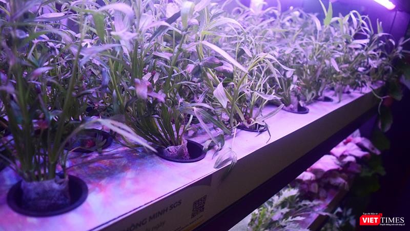 Vườn rau thông minh của công ty CP Giải pháp nông nghiệp thông minh Vườn rau thông minh của công ty CP Giải pháp nông nghiệp thông minh