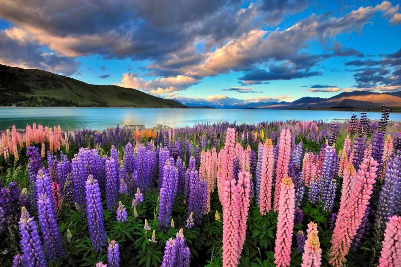 Hoa lupin tại hồ Tekapo ở New Zealand