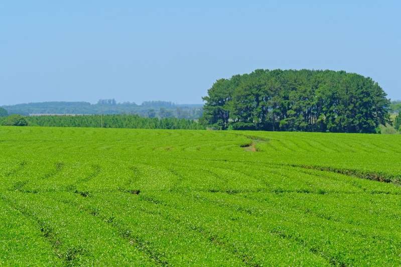 Nông trường chè Argentina