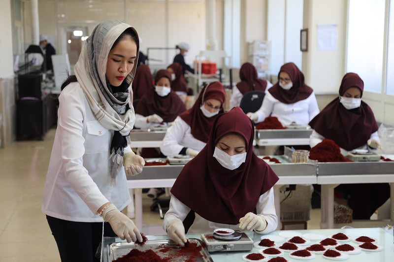 Sản xuất Saffron Negin