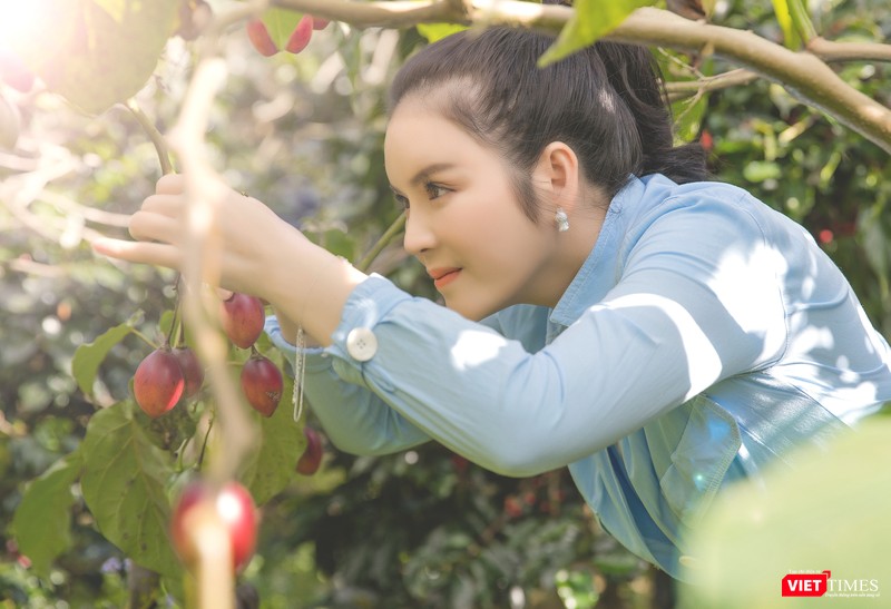 Tự tay hái cà chua thân gỗ, một loại trái đặc biệt thơm ngon Tự tay hái cà chua thân gỗ, một loại trái đặc biệt thơm ngon