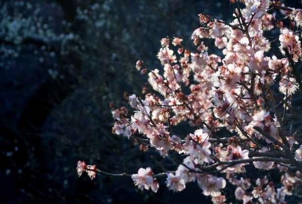 Công viên Ueno ở Tokyo, Nhật Bản (Ảnh: Shutterstock) Công viên Ueno ở Tokyo, Nhật Bản (Ảnh: Shutterstock)