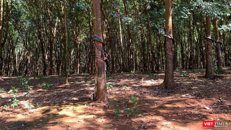 Rừng cao su Việt Nam (Ảnh: Thanh Hằng)