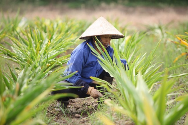Bé trai 12 tuổi lái xe máy bị tai nạn nghiêm trọng phải cắt chân ảnh 7 Có phải 95% dược liệu được bày bán trên thị trường đều là trôi nổi, không rõ nguồn gốc?