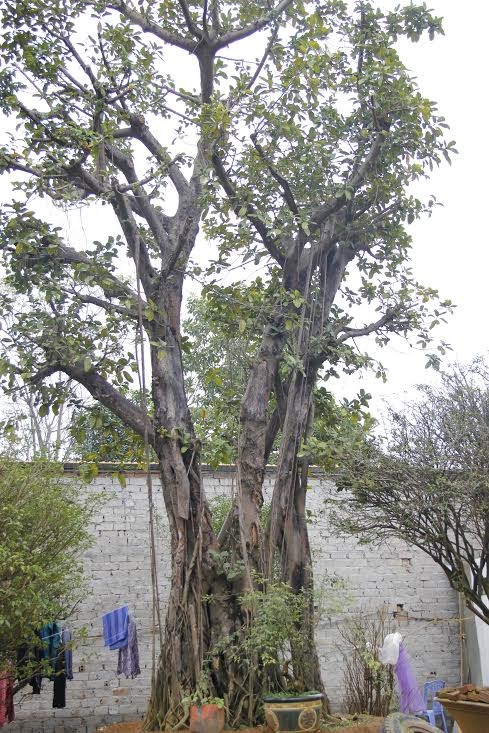 Vườn cây bóng mát 40 tỷ của đại gia Hà Thành ảnh 1