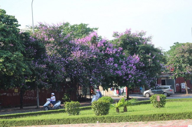 Bằng lăng, phượng đỏ rợp phố Hà Nội ảnh 26