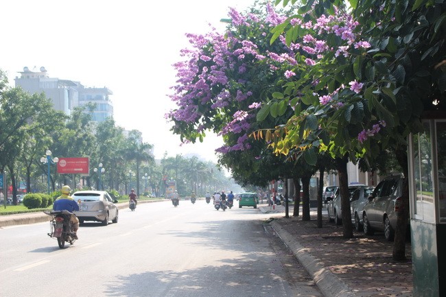 Bằng lăng, phượng đỏ rợp phố Hà Nội ảnh 15