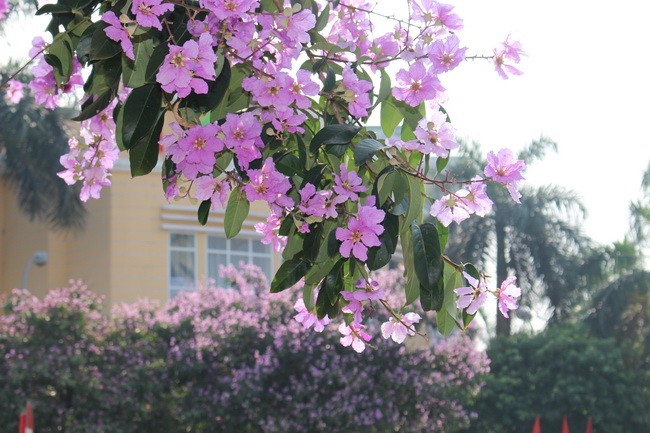 Bằng lăng, phượng đỏ rợp phố Hà Nội ảnh 19