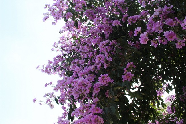 Bằng lăng, phượng đỏ rợp phố Hà Nội ảnh 20