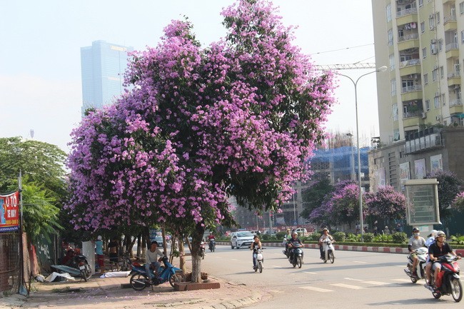 Bằng lăng, phượng đỏ rợp phố Hà Nội ảnh 23