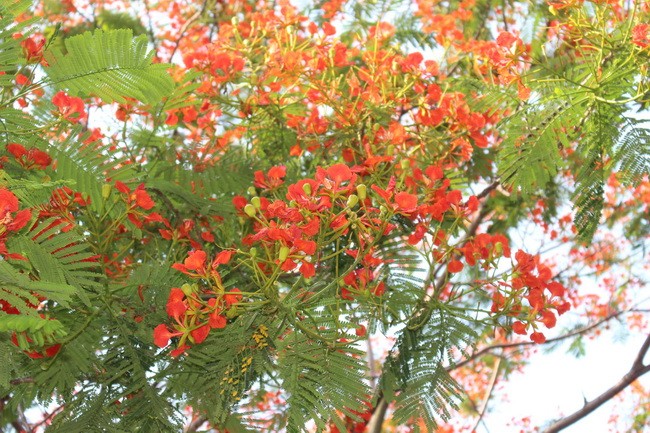 Bằng lăng, phượng đỏ rợp phố Hà Nội ảnh 4