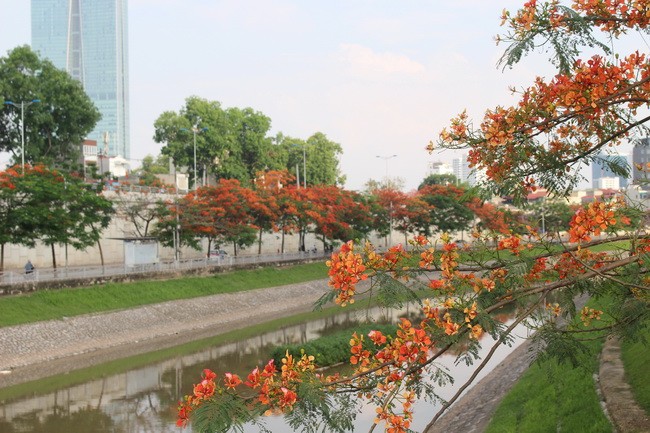 Bằng lăng, phượng đỏ rợp phố Hà Nội ảnh 7