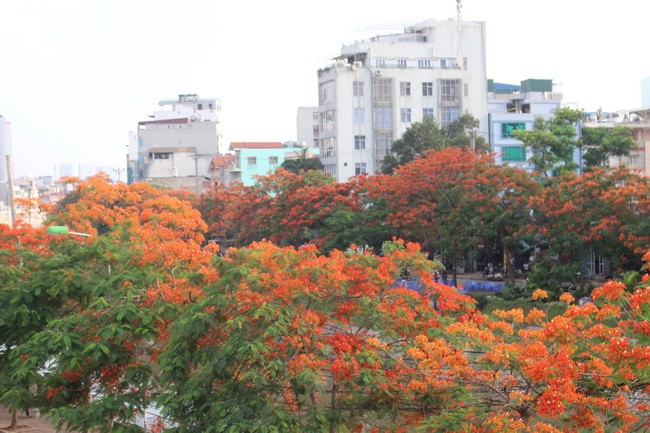 Bằng lăng, phượng đỏ rợp phố Hà Nội ảnh 12