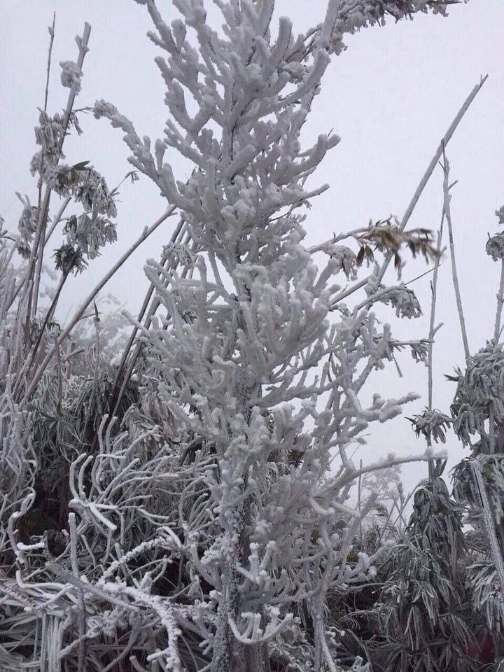 Fansipan huyền ảo băng tuyết trong nắng sớm khiến dân mạng sôi sục ảnh 2